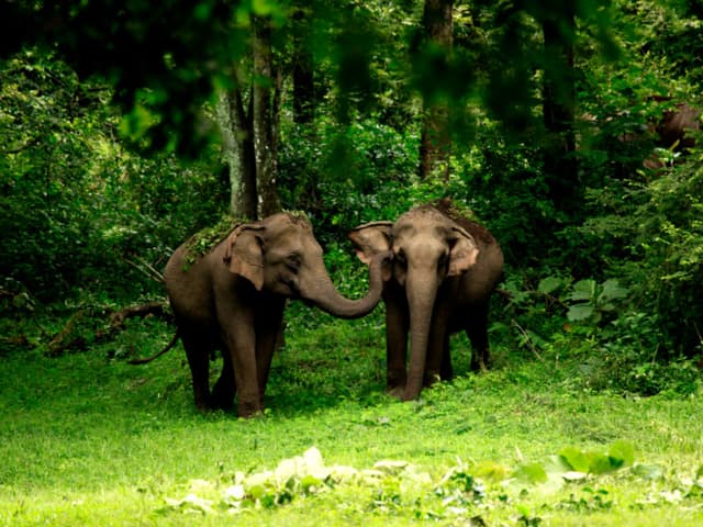 Wayanad Wildlife Sanctuary