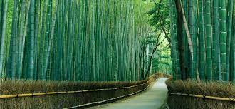 Bamboo Forest