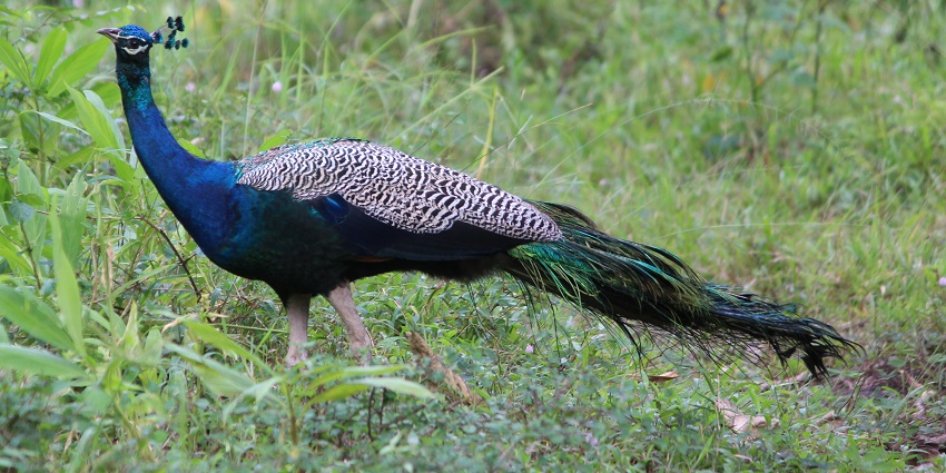 Tholpetty Wildlife Sanctuary